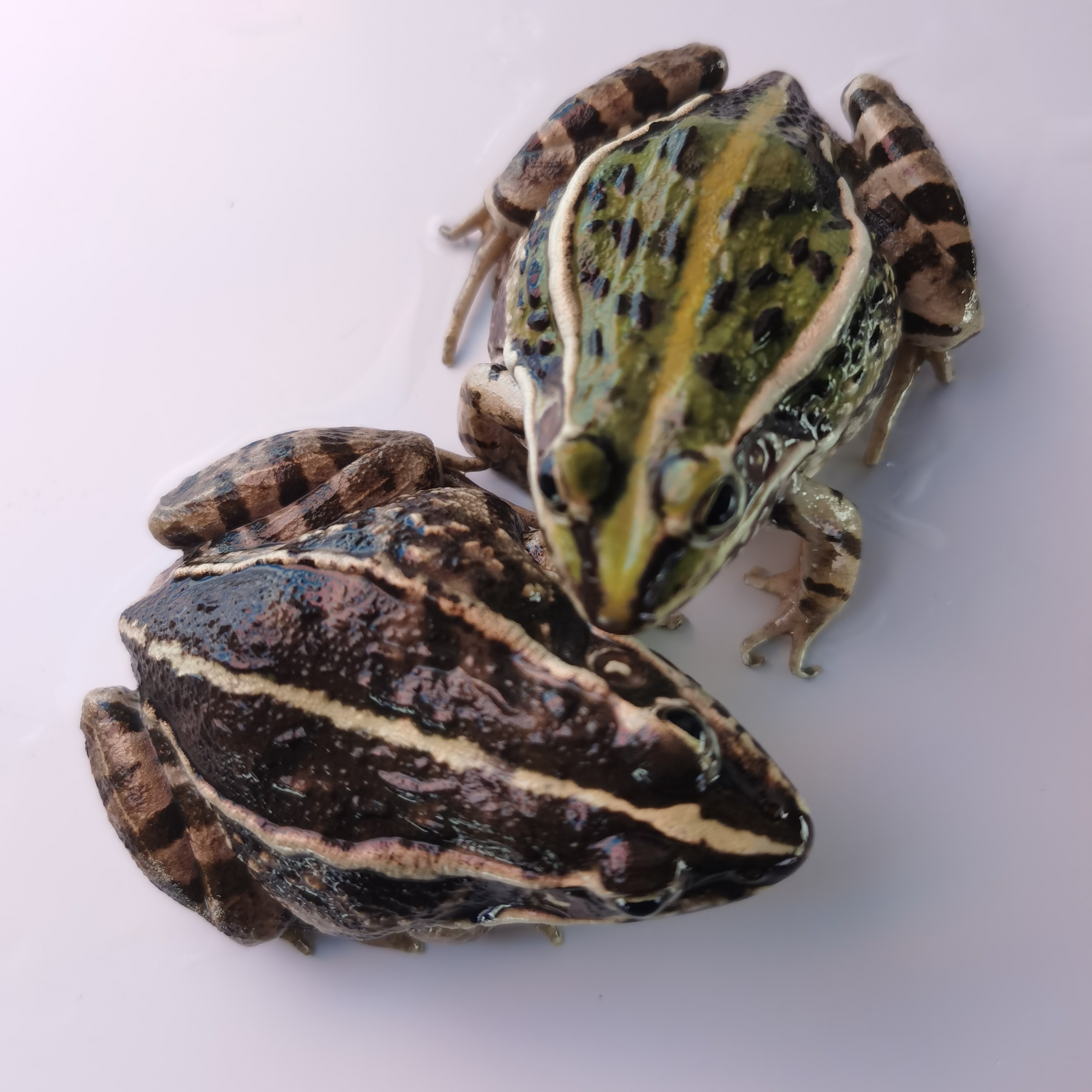 中蛙福利，稻田青蛙，美食田鸡麻拐青拐子三道门干锅烧烤鲜活水产