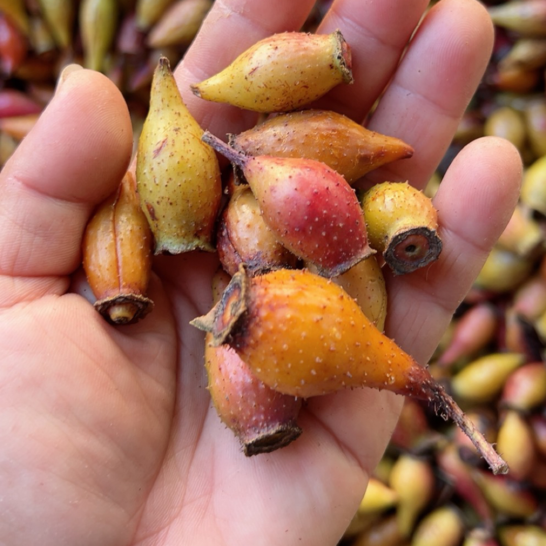 新鲜金樱子鲜果可用于泡酒泡水煲汤的刺子果