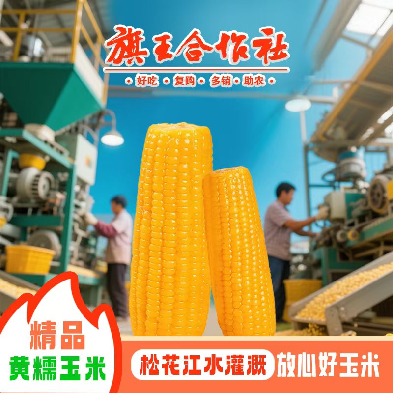 (试吃3根)东北黄糯玉米产地直发独立10根真空包装