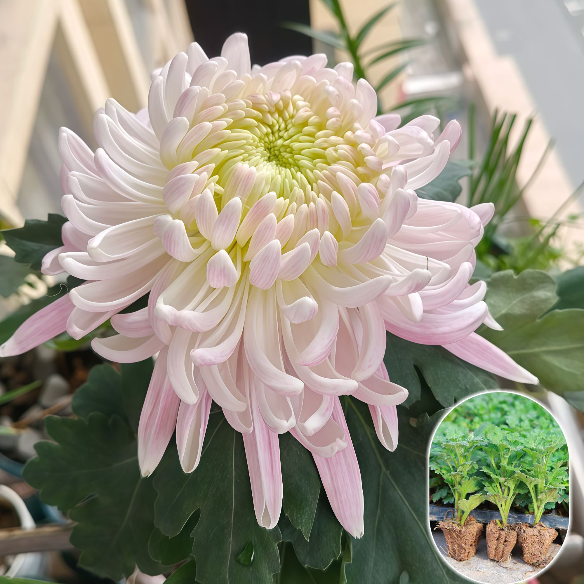 【贵妃出浴】绿植带原土花卉扦插苗超大花苗菊花苗优质室内外种新鲜