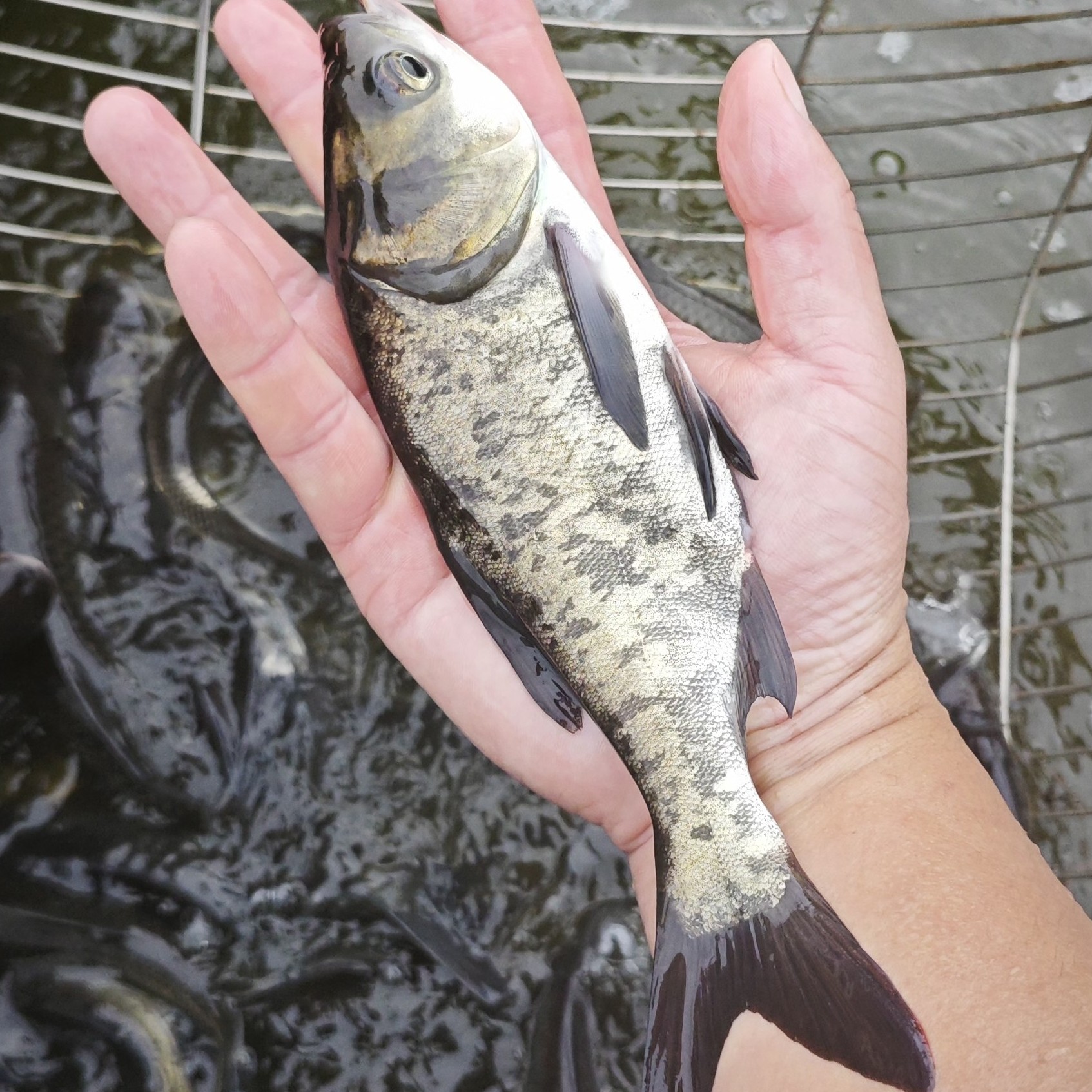 花鲢鱼大头鱼胖头鱼鳙鱼雄鱼淡水活体观赏鱼好养易活水族小鱼鲫鱼