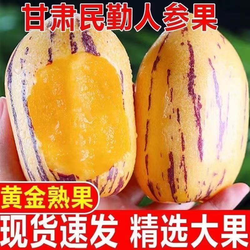 甘肃民勤沙漠树上熟黄肉人参果大果当季新鲜清甜正宗人参果大果