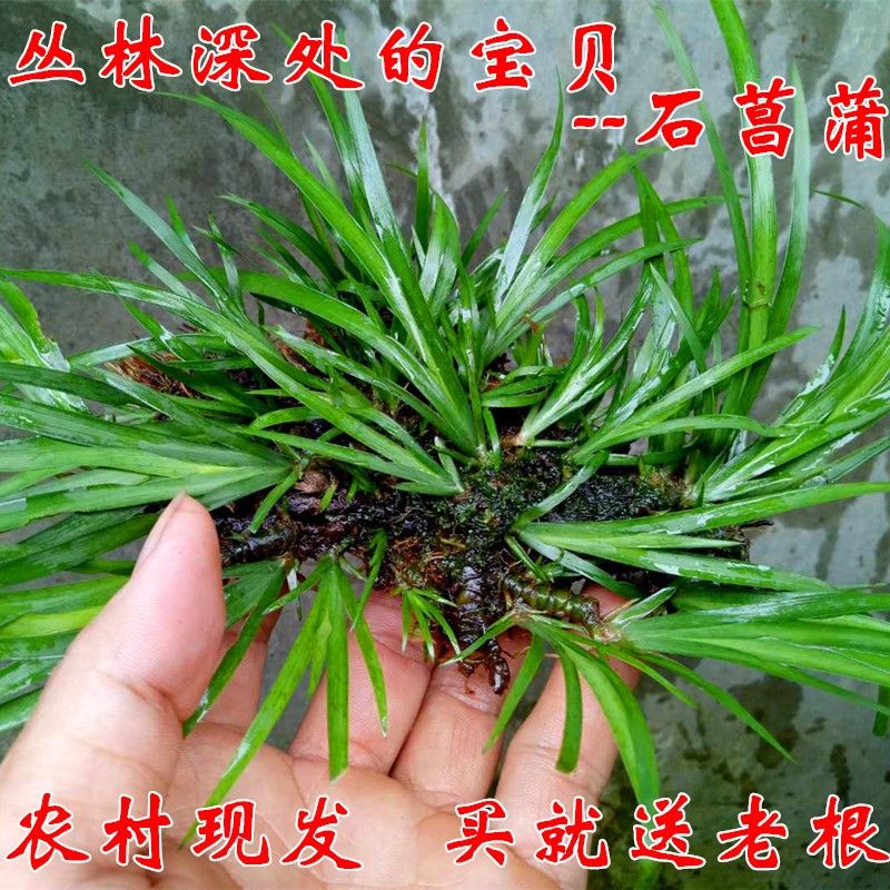 办公桌摆观赏水生菖蒲草挺水植物净化水质池塘阳台盆栽驱蚊吸甲醛