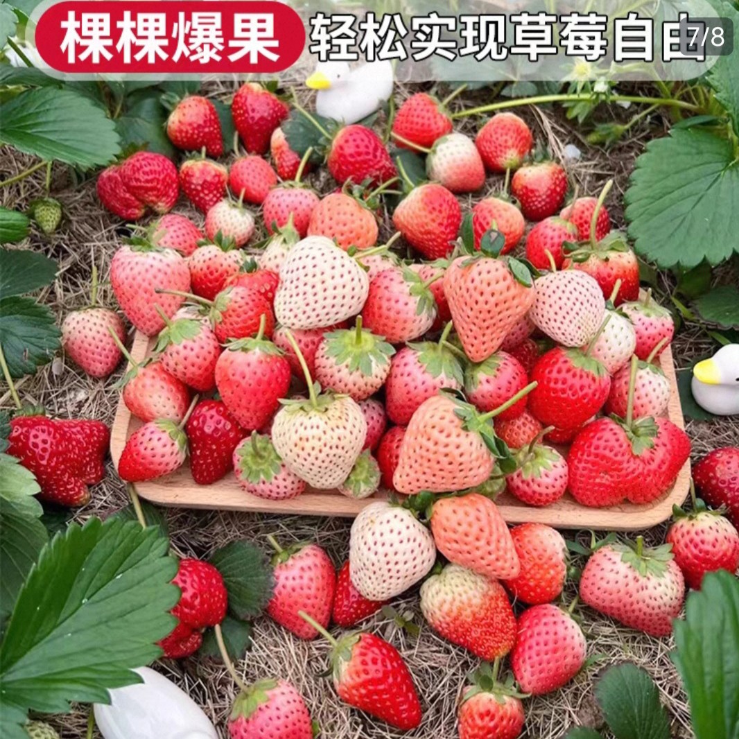 盆栽四季带花带果优质草莓盆栽