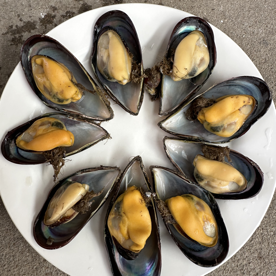 青口贝鲜活特大海虹新鲜包肥淡菜贻贝水产海鲜
