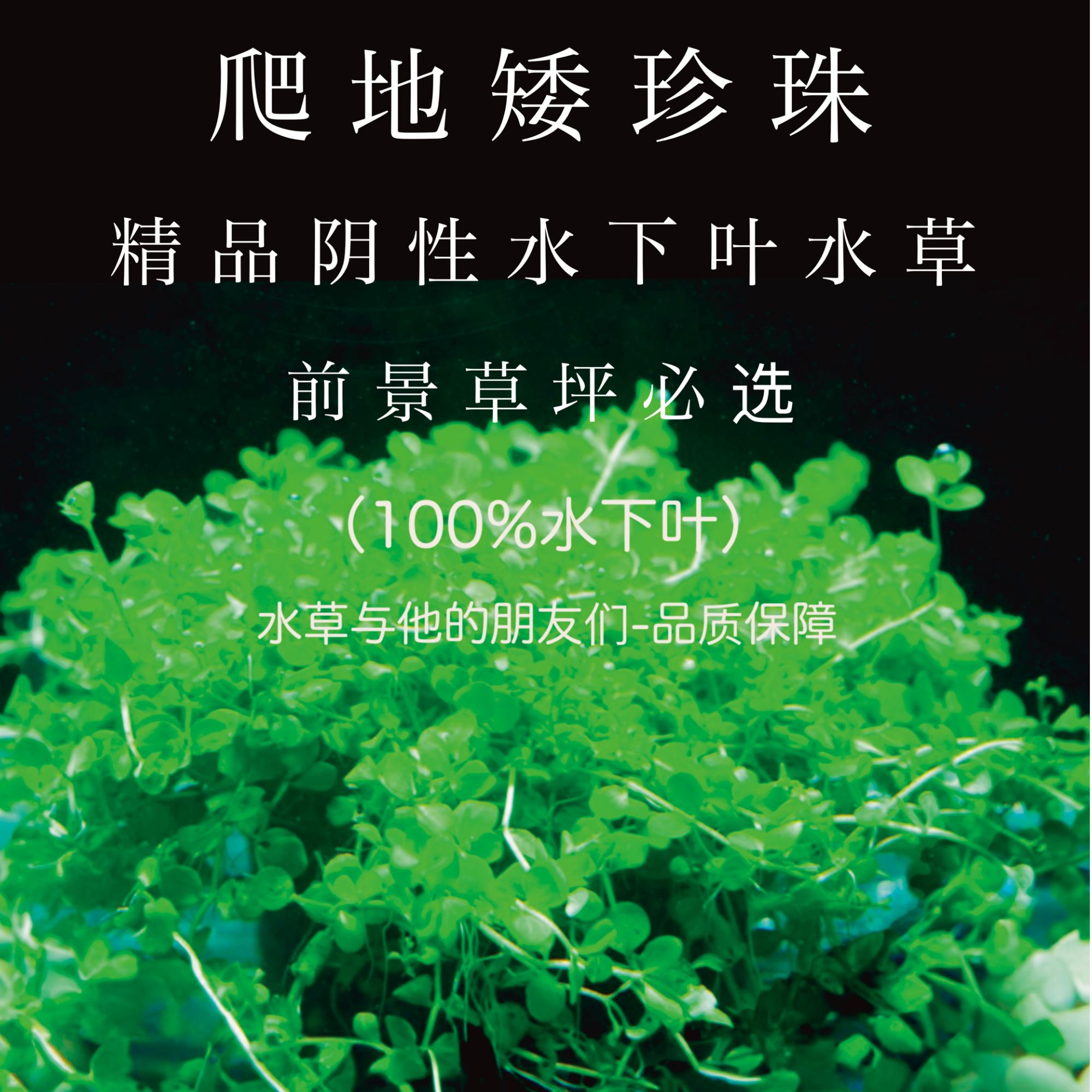 草坪爬地矮珍珠网片+营养液鱼缸造景前景水草无需二氧化碳