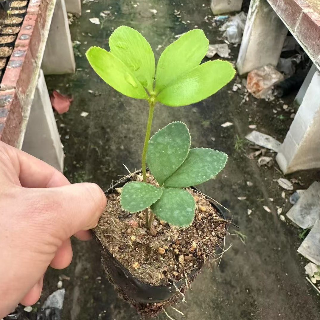 墨西哥铁幸运草四叶草铁树室内绿植小盆栽四季常青（图片仅供参考）