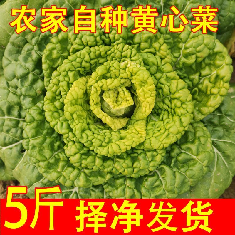 5斤净重发货黄心乌塌菜新鲜采摘