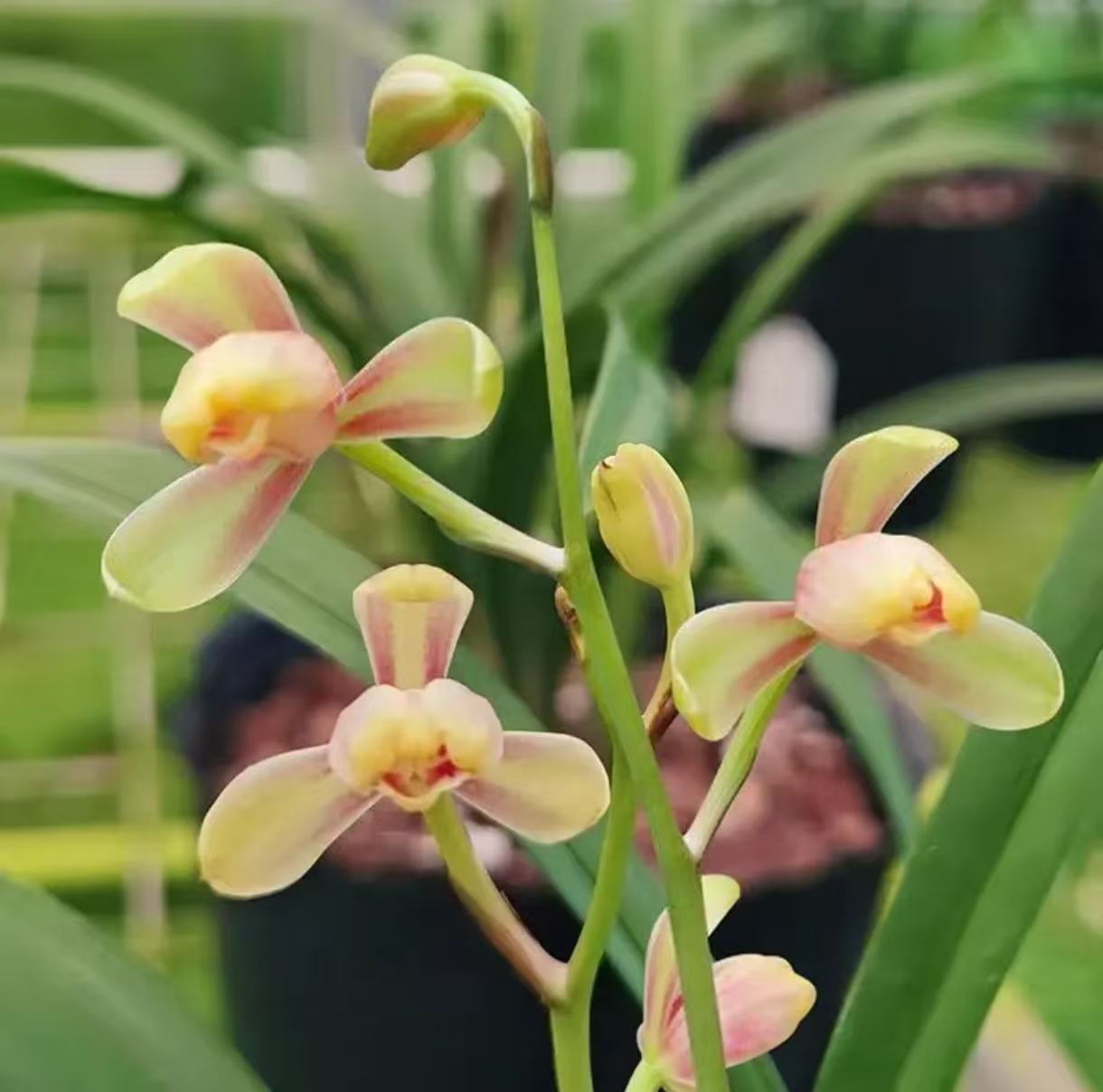 建兰四季兰《红一品》八大铭品之一好养易活兰花盆栽绿植