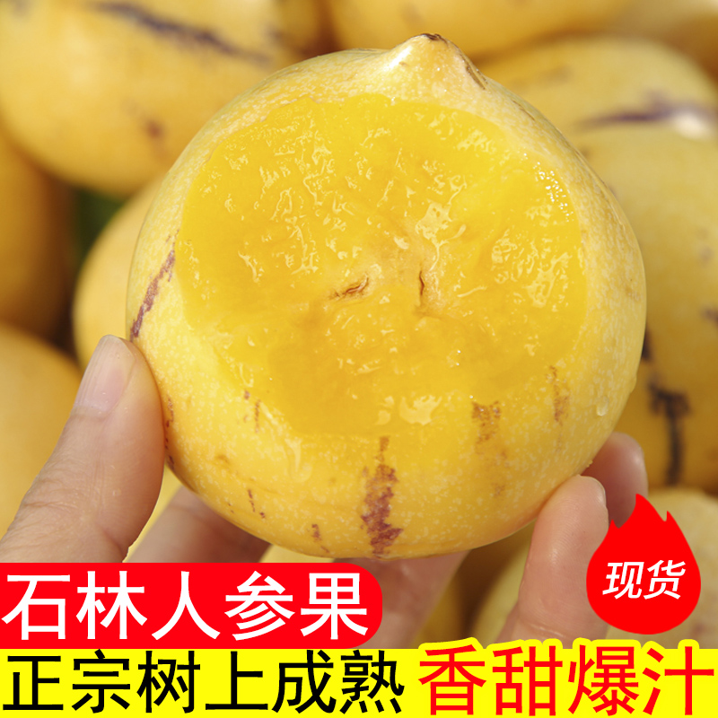 云南石林人参果当季新鲜水果树上熟大黄肉圆果人叁人生娃娃七彩果