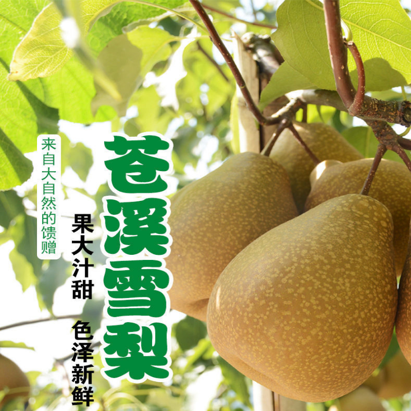 四川广元苍溪雪梨称坨梨施家梨黄皮梨麻皮应季新鲜翠冠梨水果