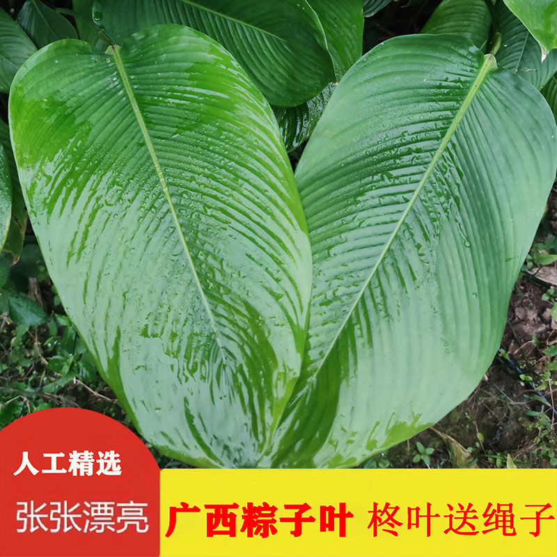 粽子叶广西粽叶免邮新鲜大叶新叶过年包粽子的叶子过节用冬叶柊叶