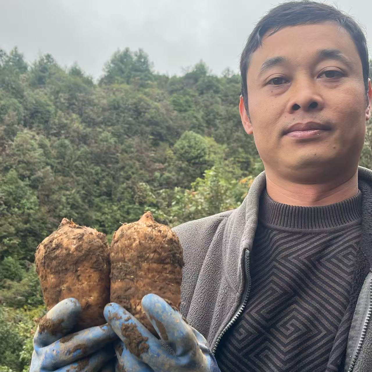 天麻云南昭通小草坝正宗高山乌天麻新鲜现挖现发山地天麻顺丰包邮