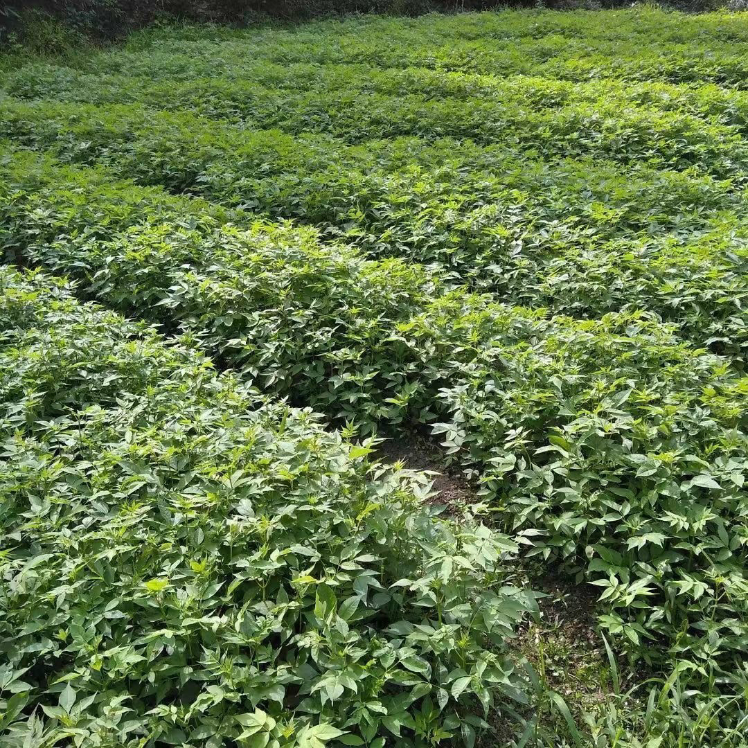 高品质厚皮黄柏植物优选