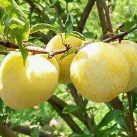 新品种李子树苗巨蜜黄金李嫁接脱骨大果早熟晚熟南方北方种植耐寒