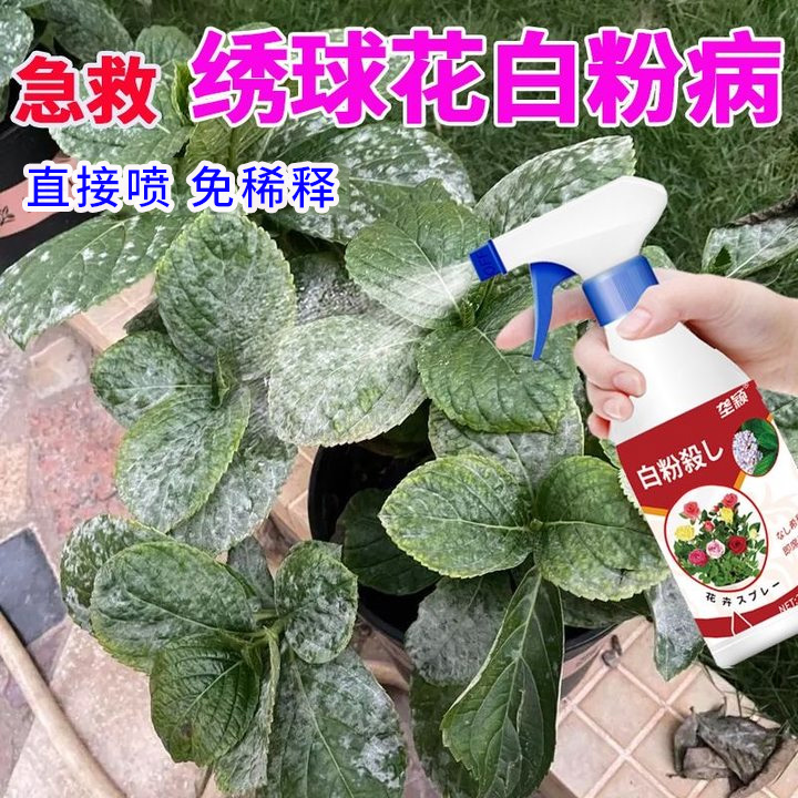 【白粉病急救】绣球花专用营养液肥料防白粉黑斑病叶片卷曲黄叶焦叶