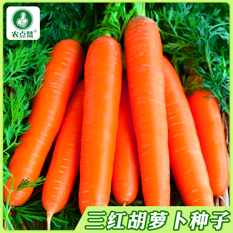 【胡萝卜种子】三红胡萝卜水果萝卜耐热耐寒夏秋播种四季蔬菜种子
