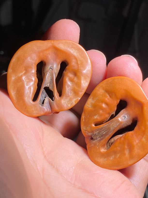 一物一图（173）：包浆异形核桃两半核桃 尺寸36 肚37 高31