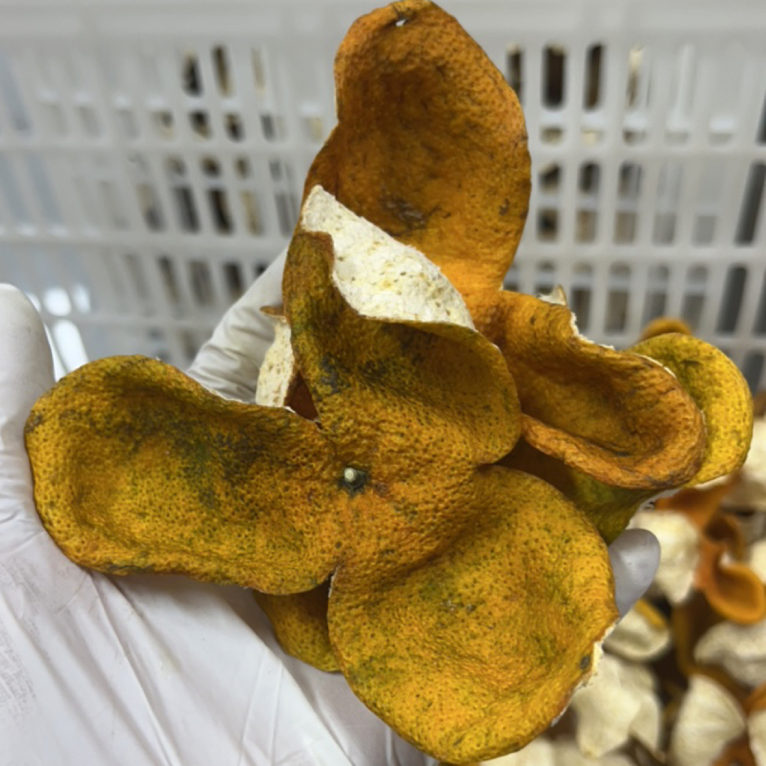 福利款 南坦精挑 狗腩皮 2025年二红转大红