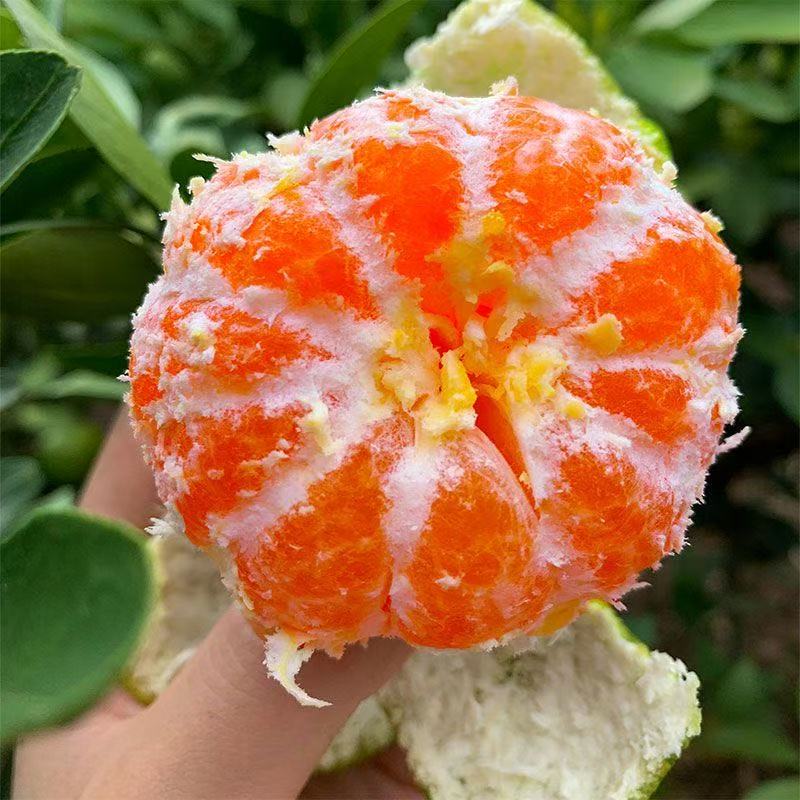 高山蜜橘现摘青皮无籽蜜桔皮薄酸甜多汁新鲜应季水果橘子包邮批发