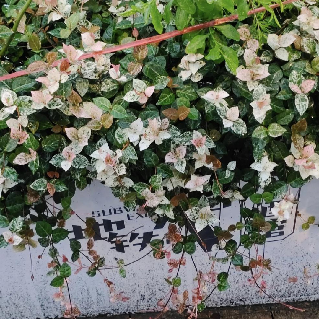 [花叶络石] 12cm盆 多年生爬藤庭院花园室外地栽四季常青叶植物