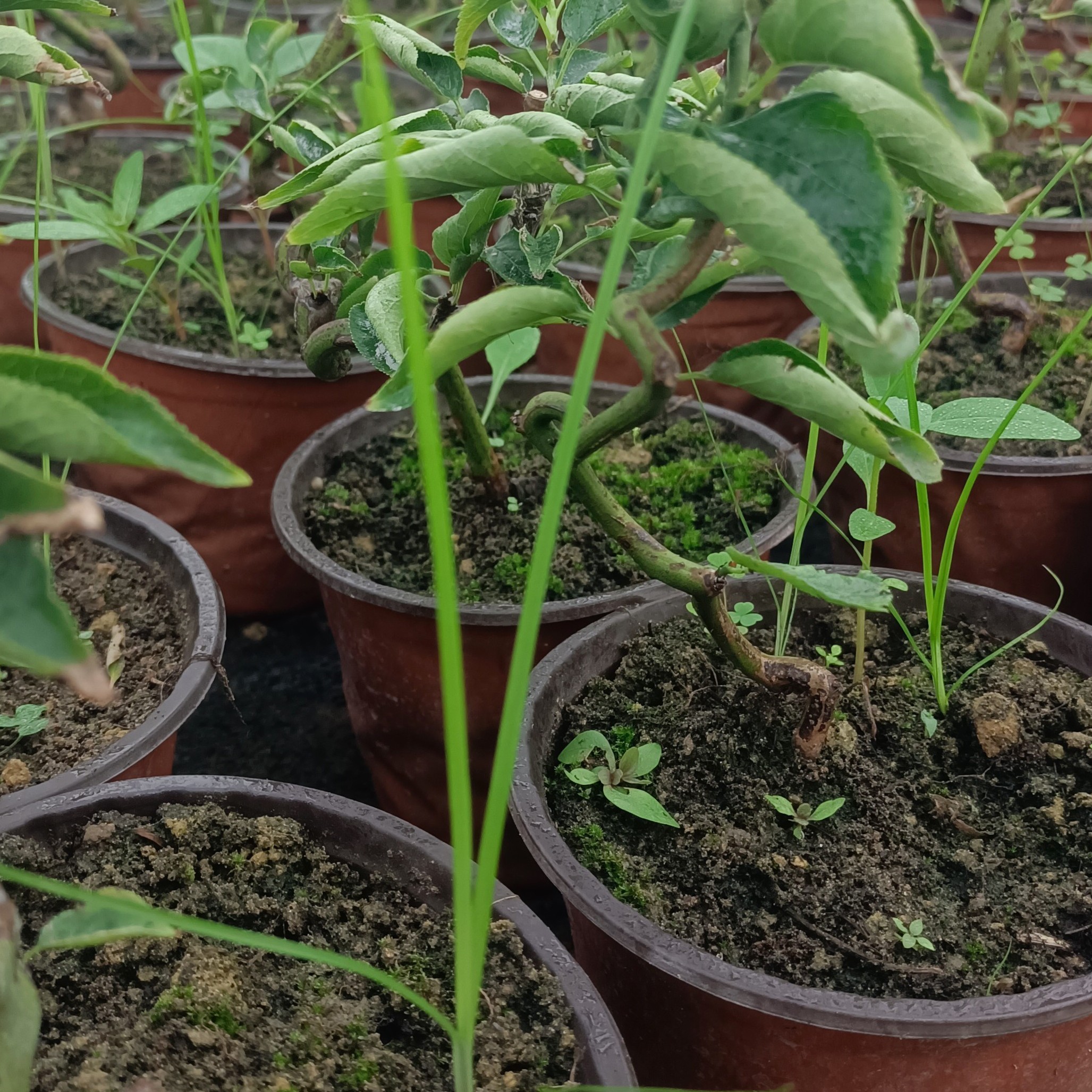 王子梅园精品龙游梅小品微型盆景