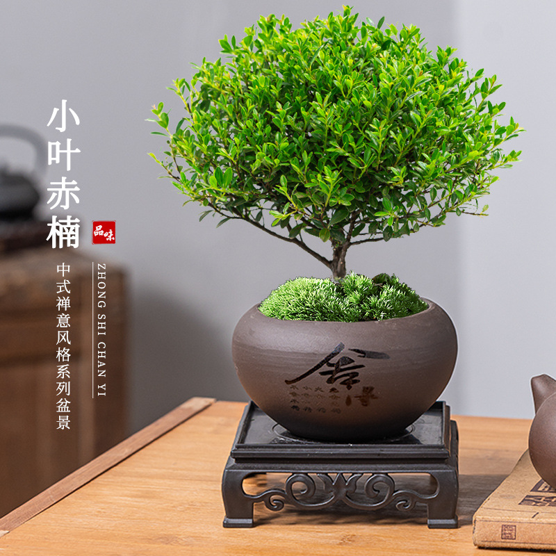 【新疆西藏包邮】小叶赤楠招财盆景绿植盆栽四季常青好养植物客厅