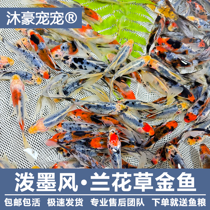 沐豪宠宠【运营推荐】观赏鱼冷水鱼淡水鱼好养耐活兰花草金新手鱼