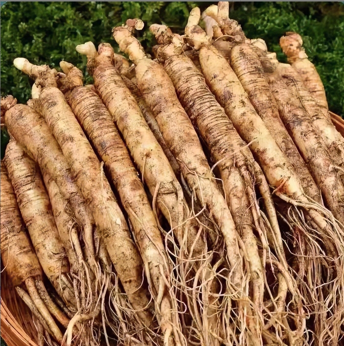 长白山新鲜小参 20支装 新鲜 泡水 煲汤 煮粥 做茶