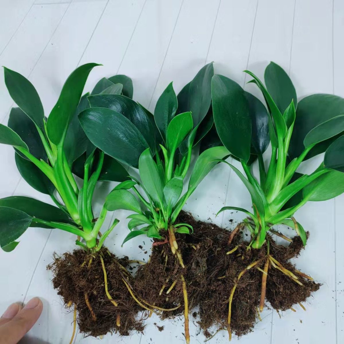 9绿公主盆栽植物金钻办公室内好养四季常青吸甲醛花卉绿植吸毒王