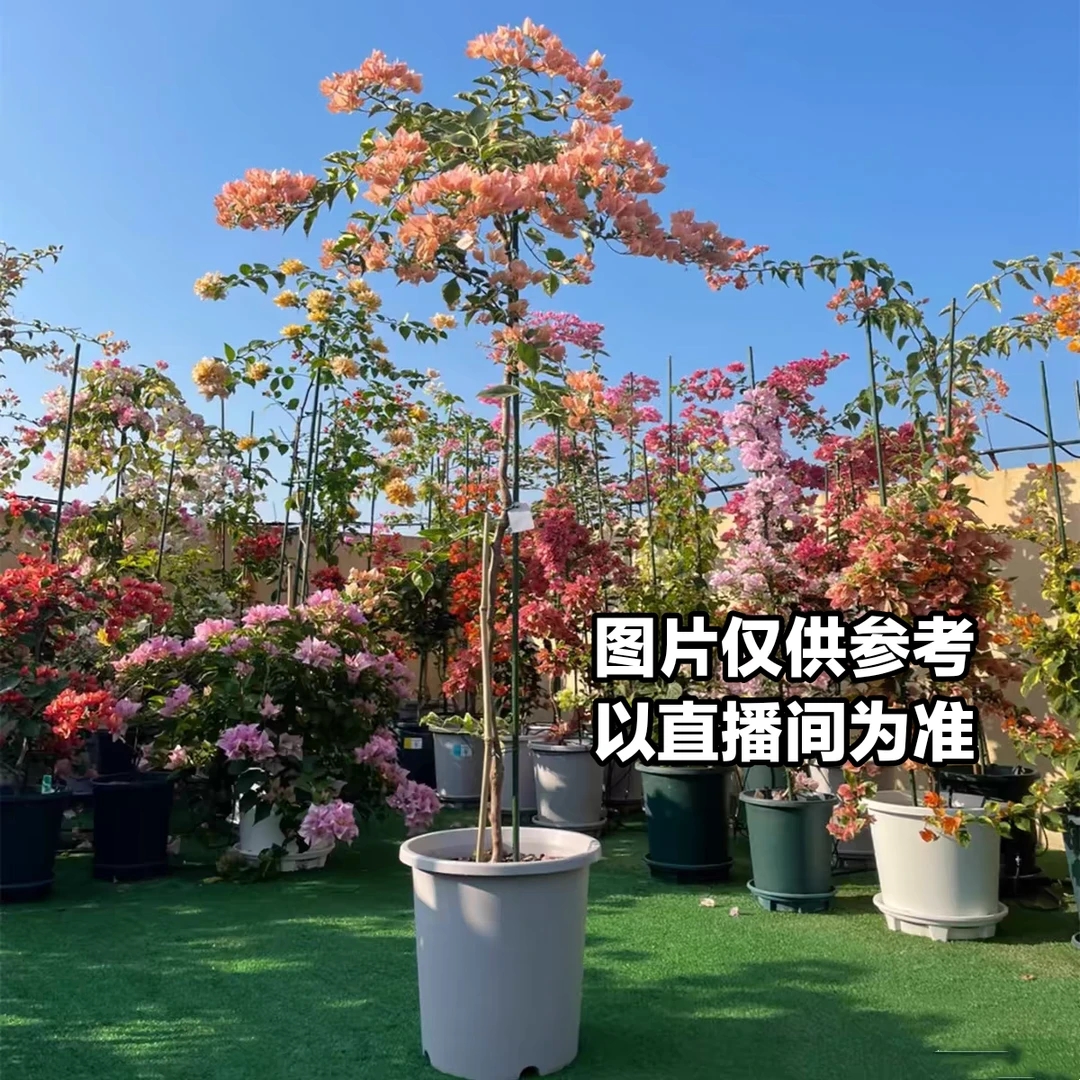 高飘三角梅可爬藤垂丝随机发货花卉盆栽保卫盆景漳红樱三角梅老桩