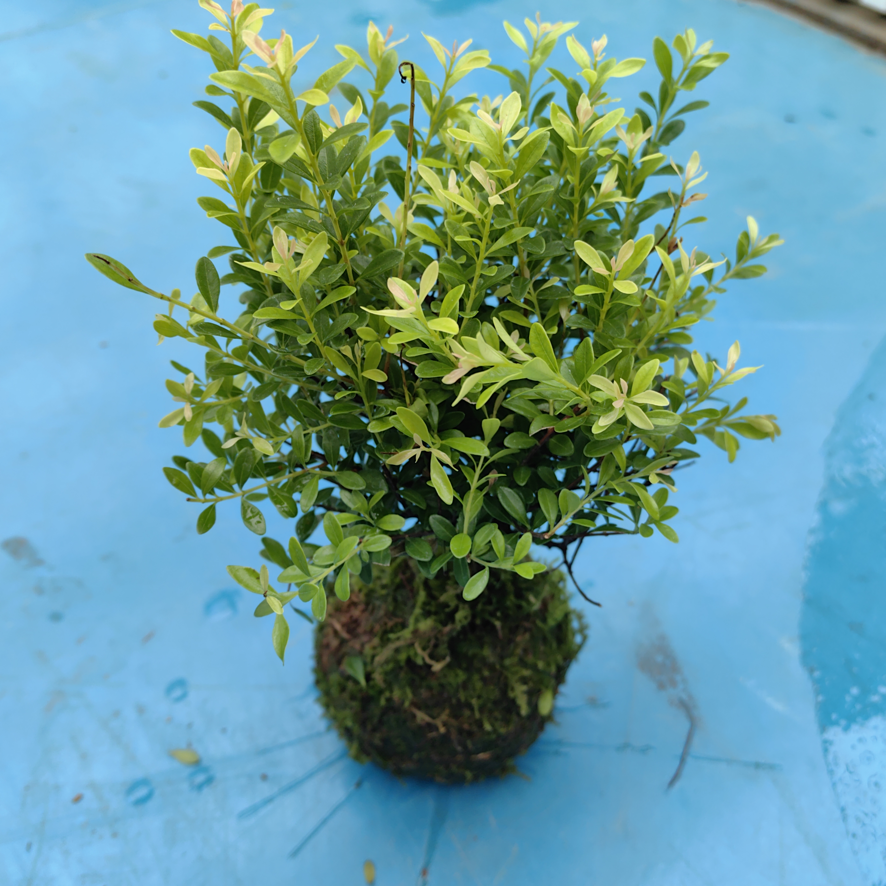 小赤楠苔藓球新中式桌面禅意小绿植盆景艺术四季常绿好养