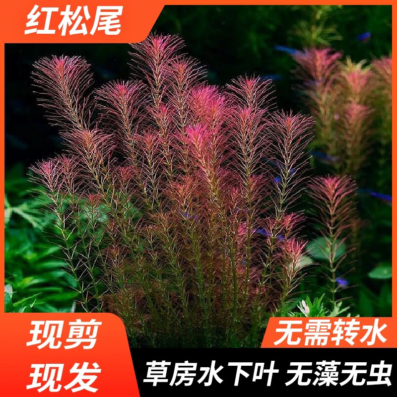阴性红松尾蜈蚣草绿菊中后景耐活养活水草可净化水质生态养鱼