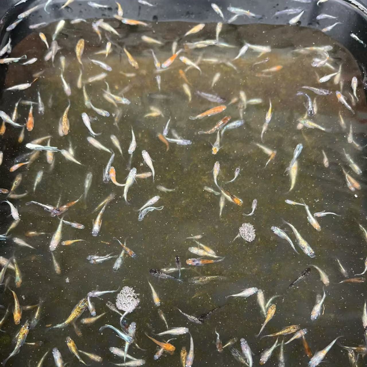 观背青鳉随机混搭鱼