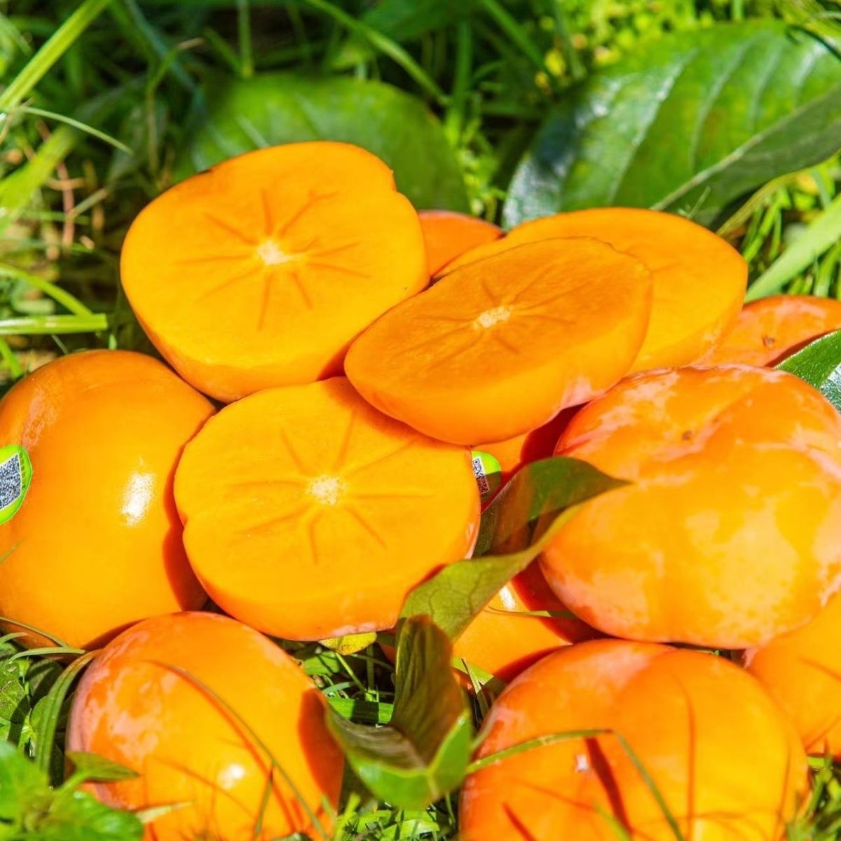 鲜采保山甜脆次郎柿子新鲜自然成熟甜脆柿孕妇水果柿日本引进品种