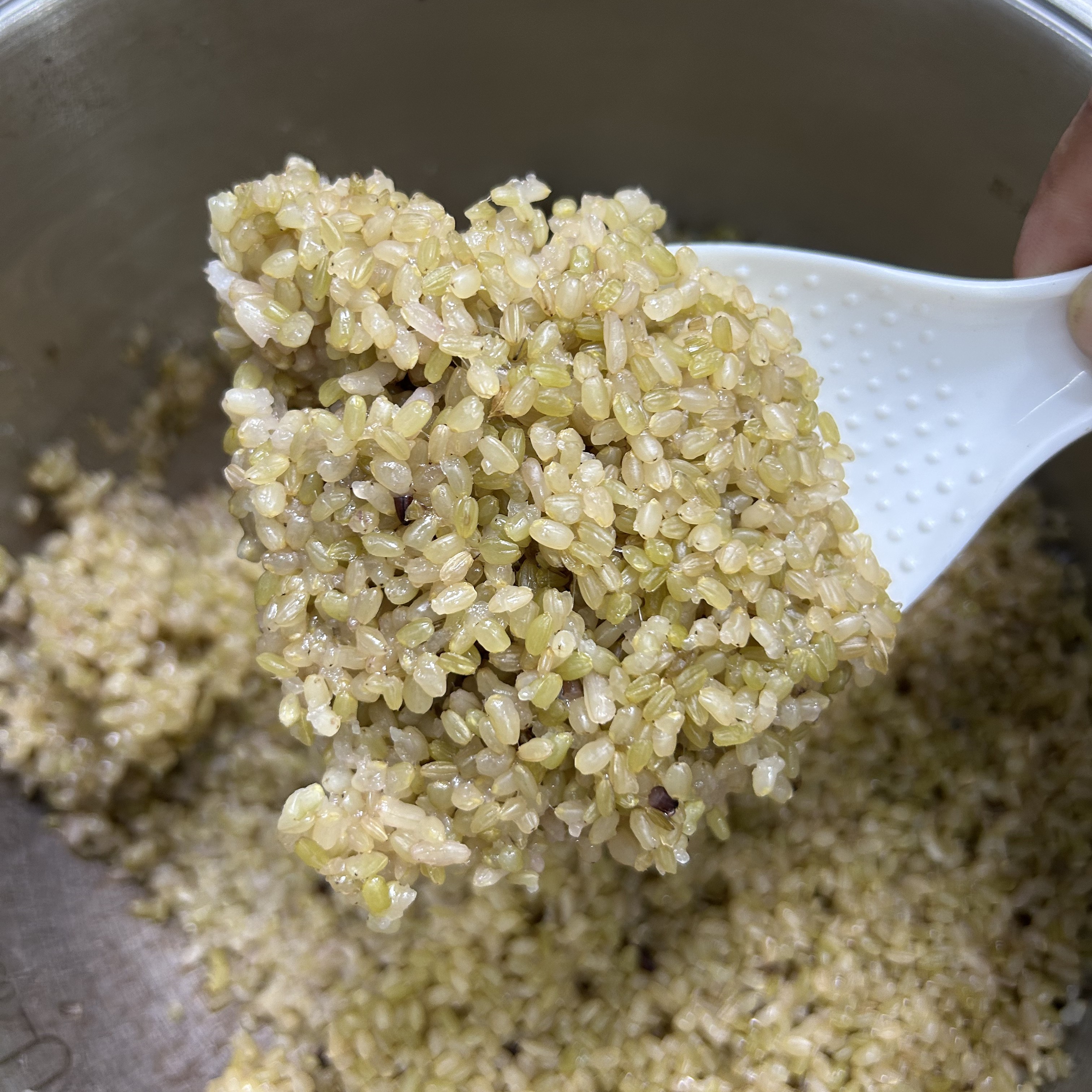 鹿星软糙米绿米（在田里就有少量紫米介意勿拍）（山里妹自种新品种）