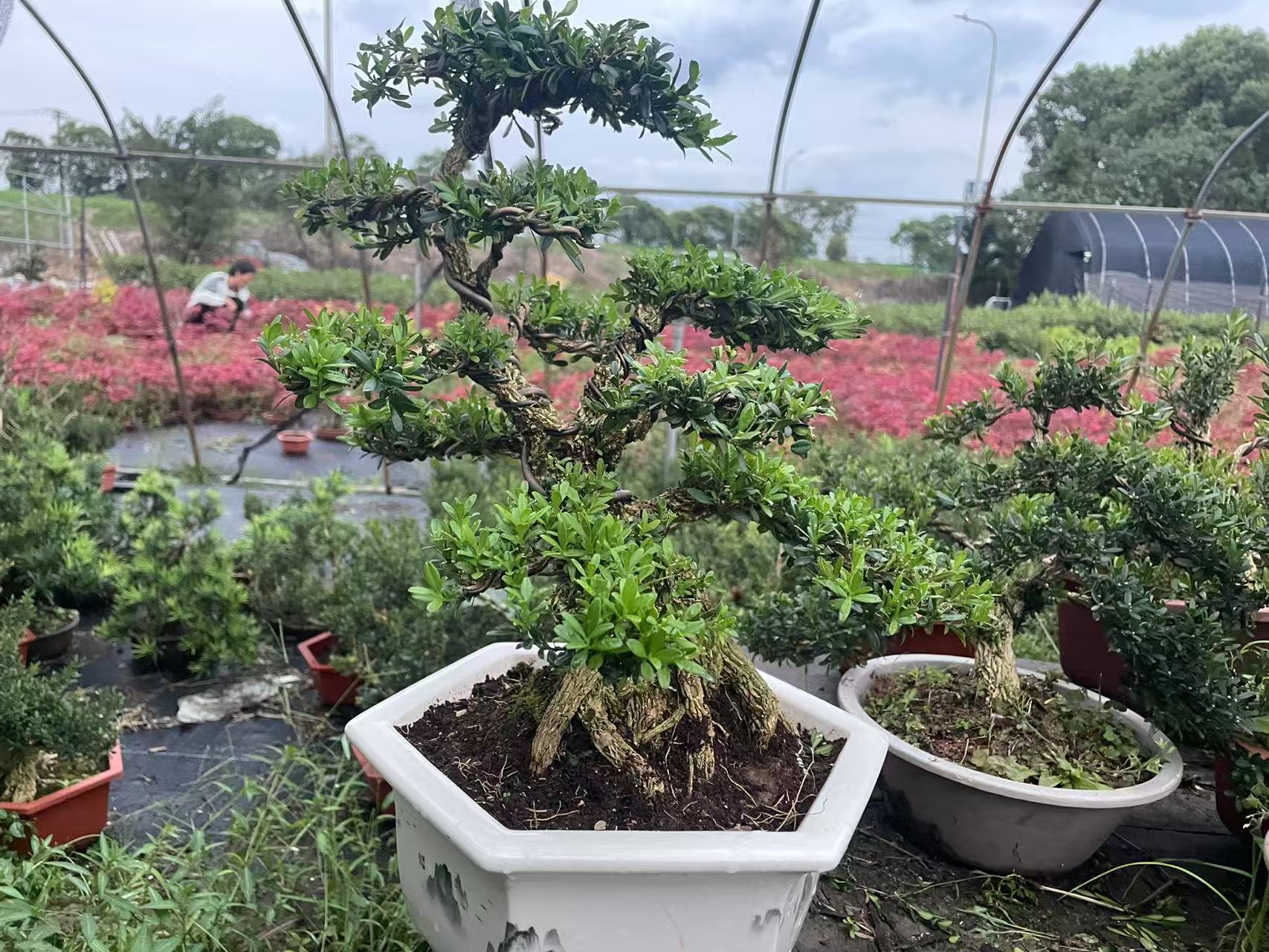 黄杨盆景花卉室内外四季常青耐寒可地栽盆栽植物