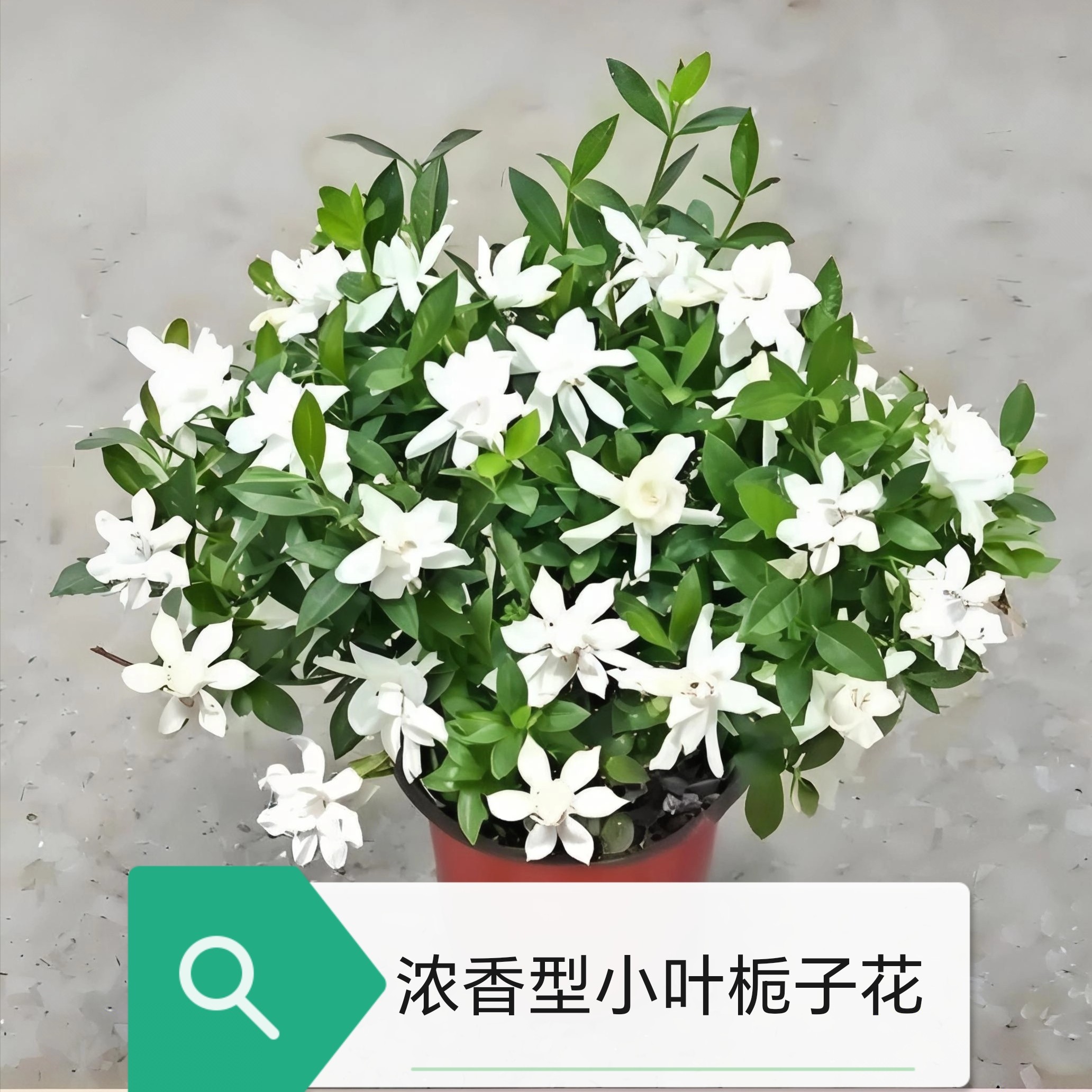 洗完根浓香棒棒糖小叶栀子花四季开花浓香型栀子花室内好养栀子花