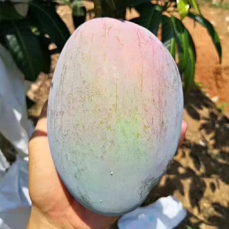 正宗攀枝花红头凯特芒新鲜现摘热带水果酸甜多汁核小肉多