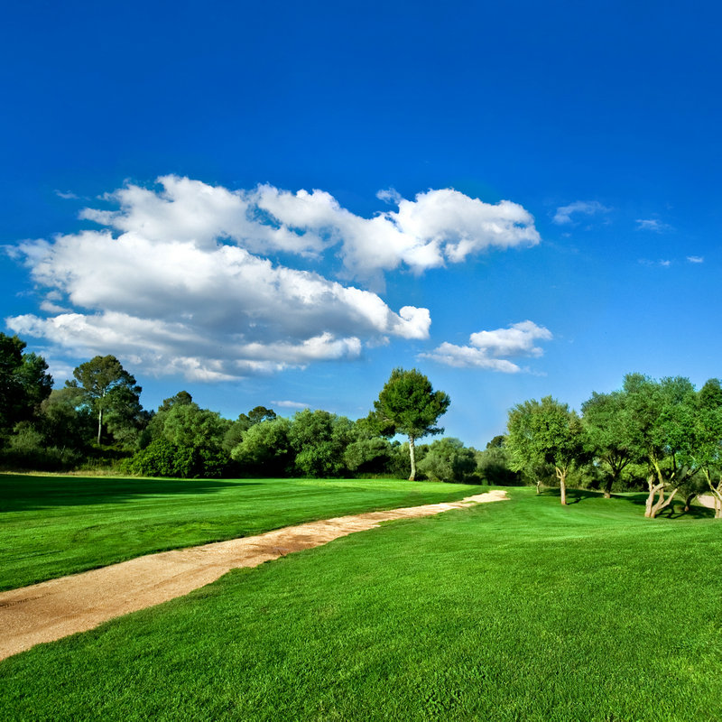 百绿蓝标百思特草地早熟禾种子 草籽 草坪种子 园林除草老中医