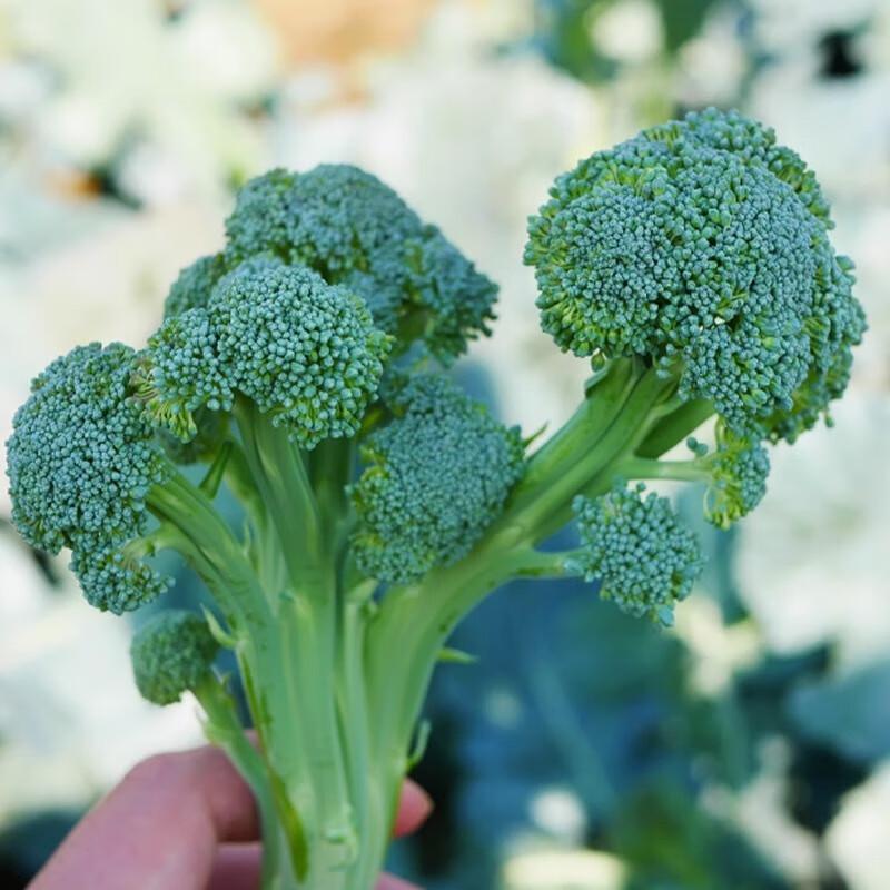 西兰苔秧苗盆栽阳台室内室外芥蓝秋季菜苔四季阳台盆栽带土蔬菜孑