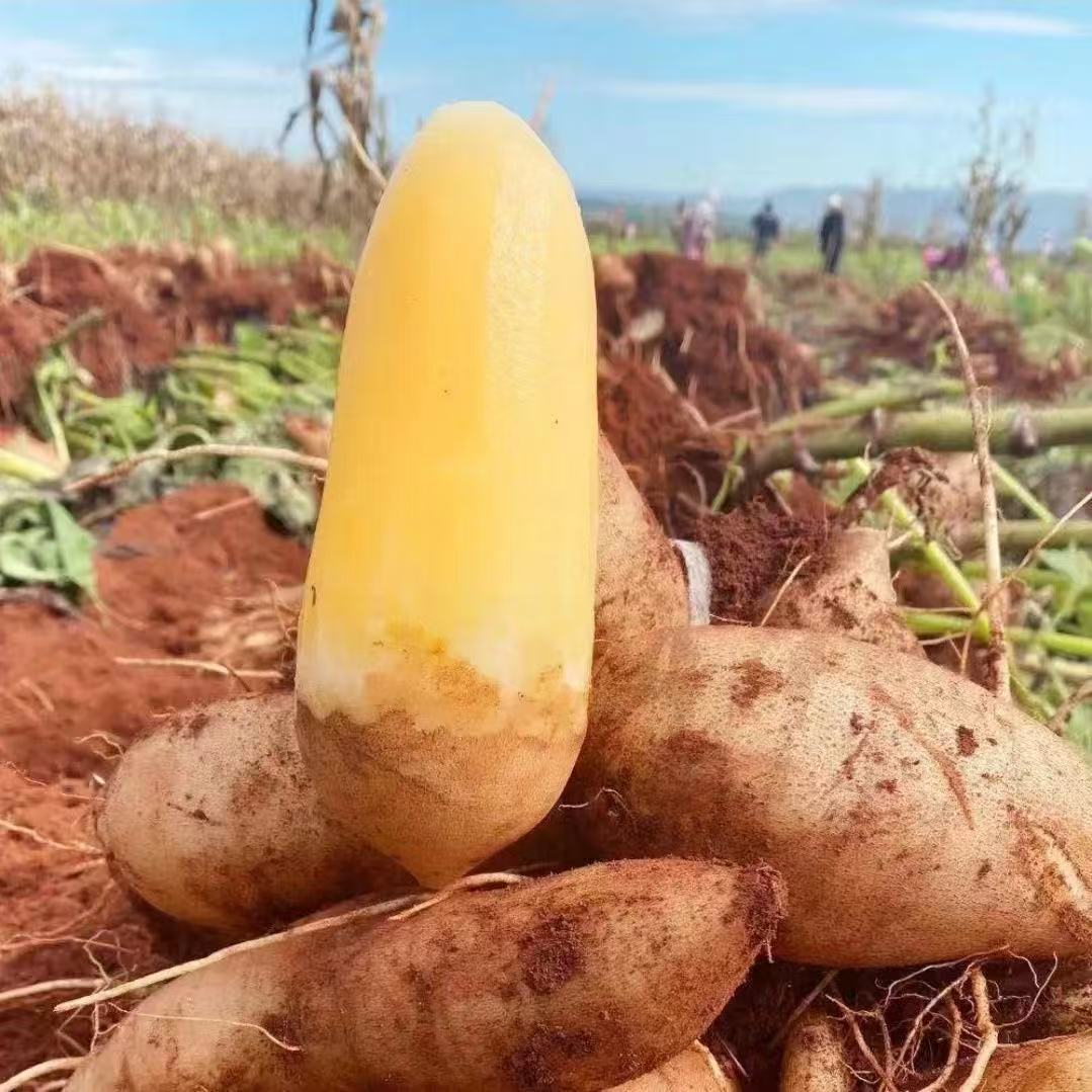 【低糖】云南天山雪莲果1斤5斤9斤脆甜多汁现挖新鲜水果