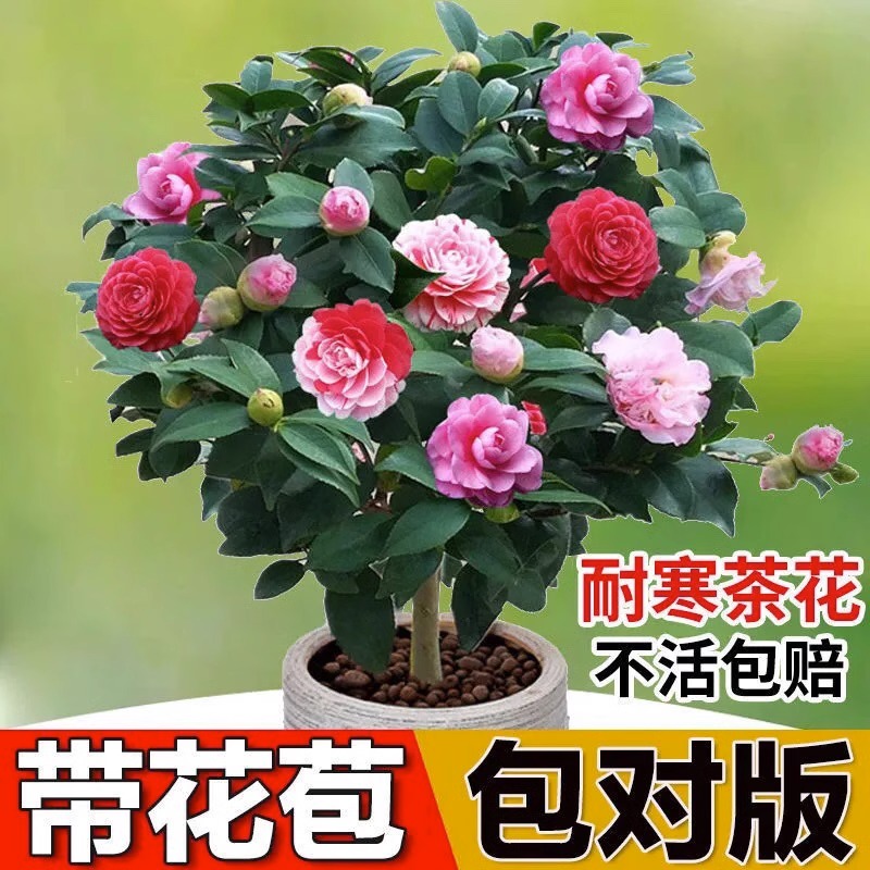 带花苞山茶花盆栽室内外好养四季开花耐寒浓香型花卉
