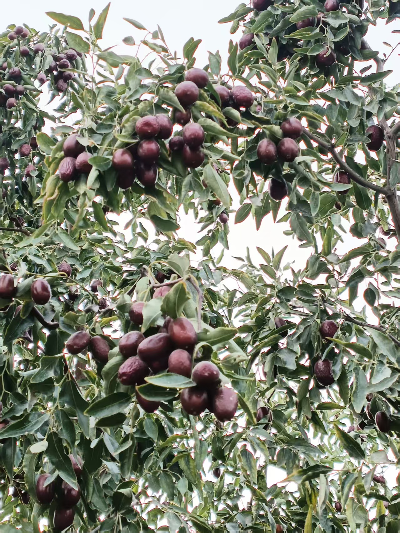 新疆直发原生态若羌3公斤灰枣原汁原味核小肉厚