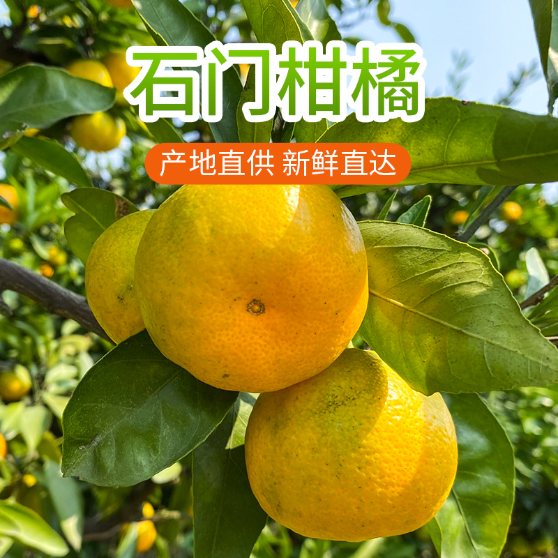 湖南石门柑橘原产地直发现摘彩箱应季多汁水果