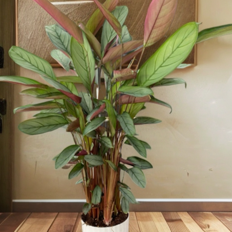 老飞羽竹芋盆栽室内好养耐阴四季常青可净化空气网红绿植