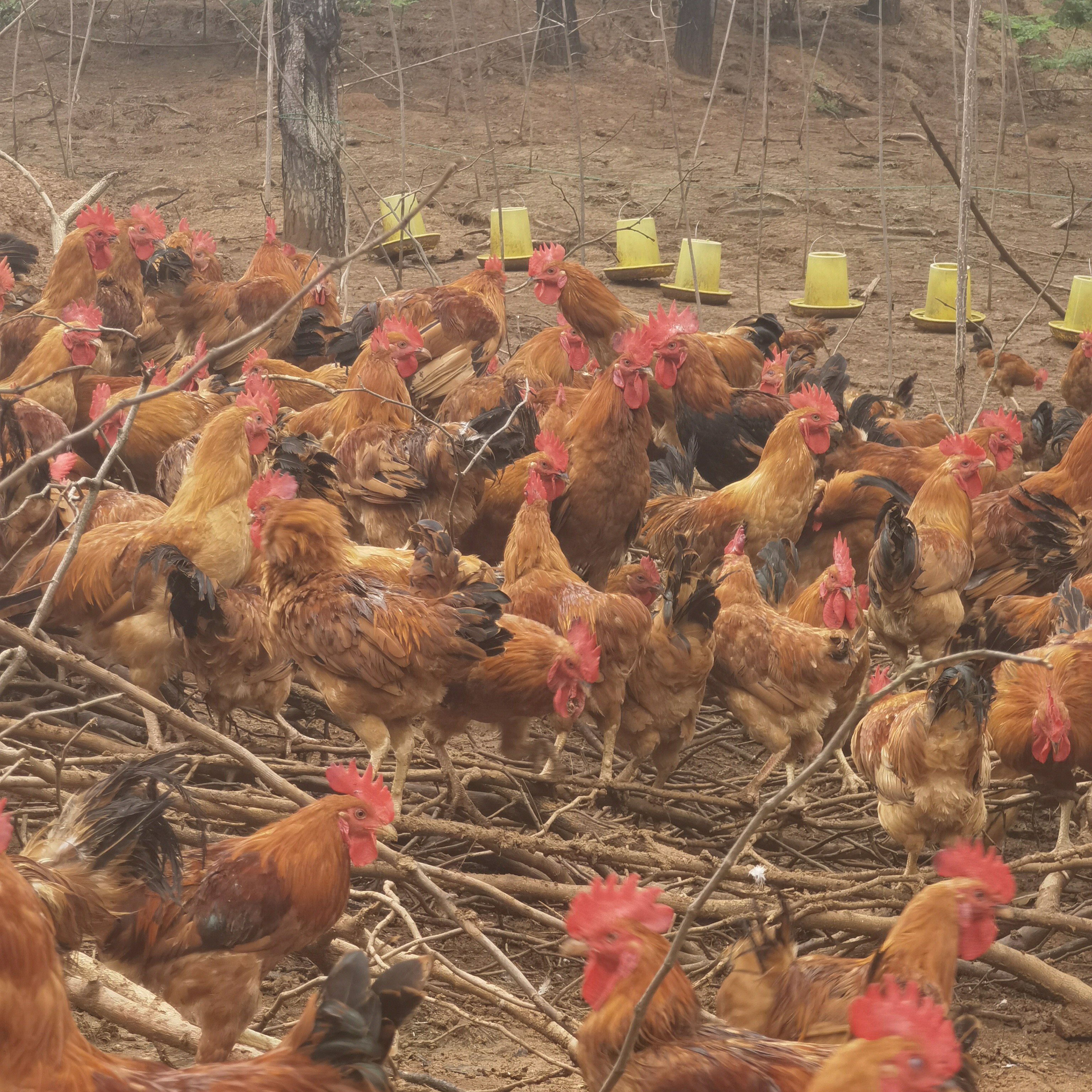 森林下散养6个月以上子公鸡土鸡大公鸡（2只宰杀后净重4.6左右）