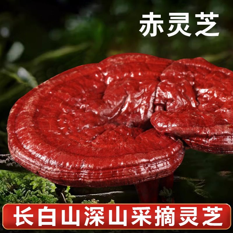 赤灵芝正宗长白山深山采摘赤灵芝正品整朵新货东北灵芝产地直供