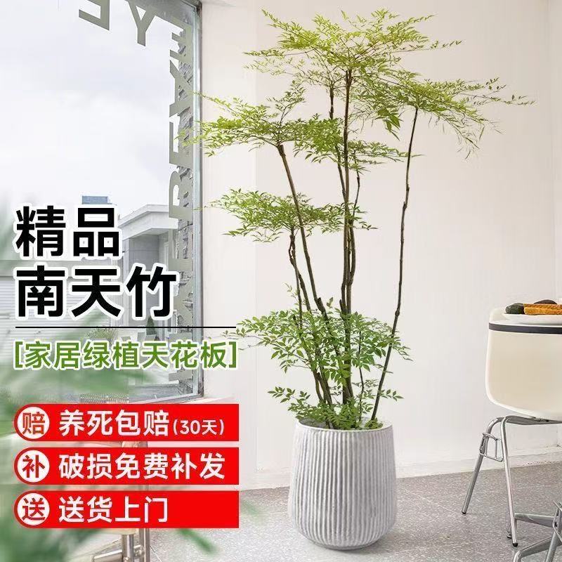 南天竹大盆栽精品南天竹一物一拍