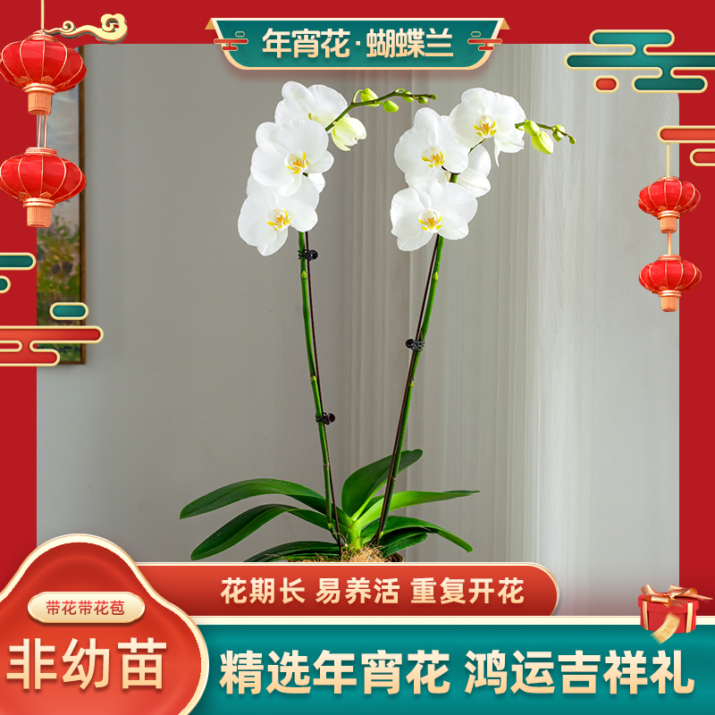 蝴蝶兰大花【诺丁汉】室内花卉客厅乔迁婚礼送礼带花带花苞好养